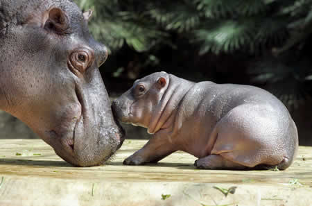 hippopotamus hippo animals zoo 17k force9 smouse