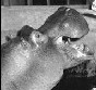 A lovely hippopotamus!