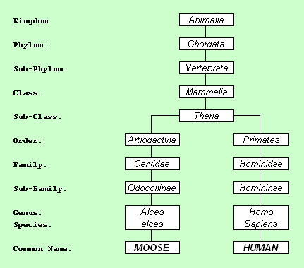 White Tailed Deer Classification Chart